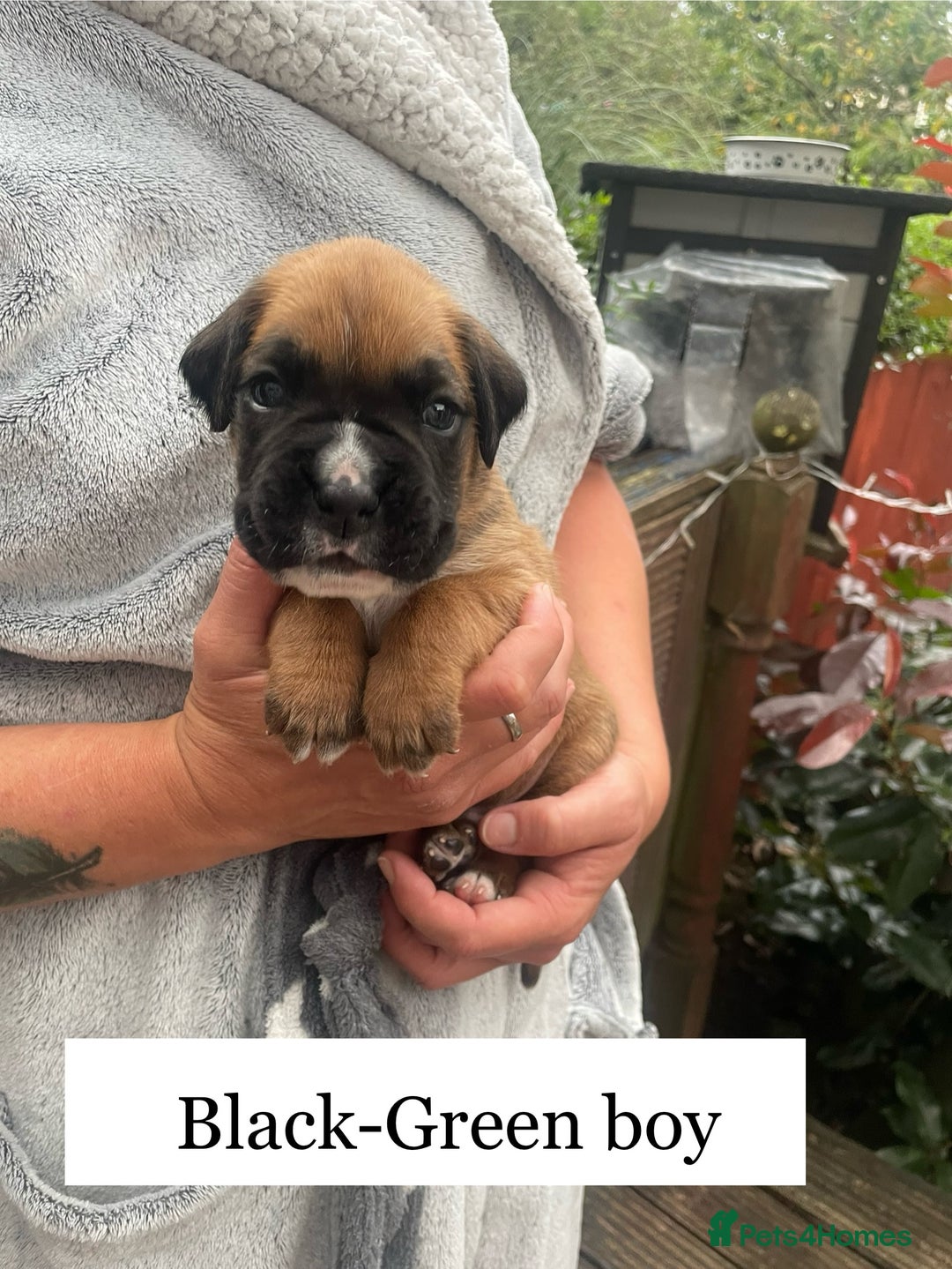 Boxer dogs for sale: Bunch of Boxer Babies - Image 22
