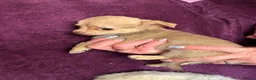Chihuahua dogs for sale: Outstanding tiny tiny chichahua  - Advert 3