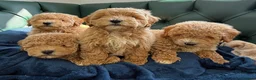 Poochon dogs for sale: 5⭐️ Licensed. Health tested Poochons - Advert 4
