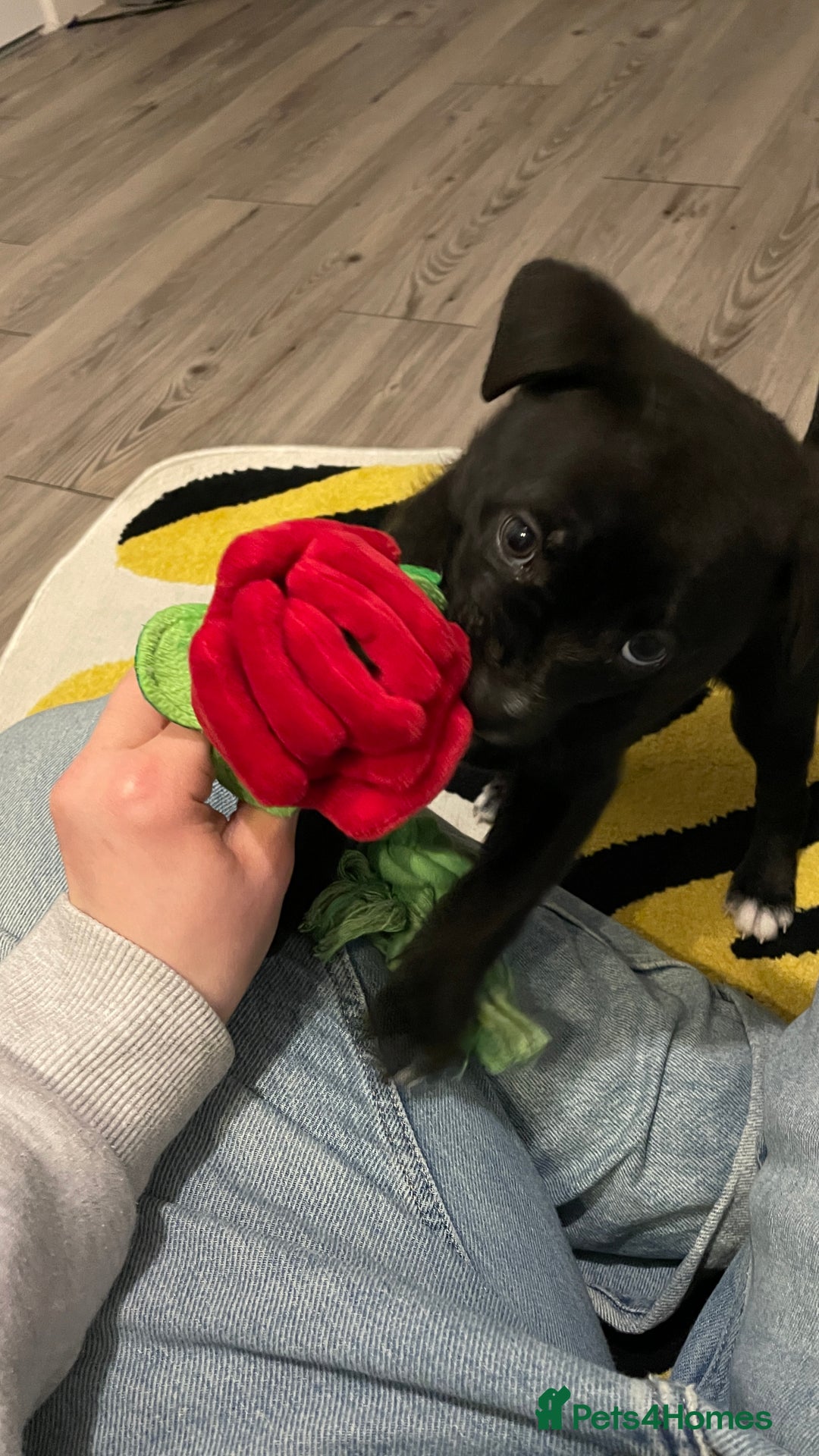 Mixed Breed dogs for sale: Staff terrier hybrid puppy for sale - Advert 3