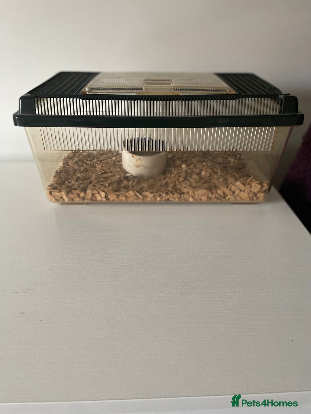 Corn Snake reptiles for sale: Corn Snake + Full Setup  - Image 3