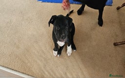 Staffordshire Bull Terrier dogs for sale: Staffordshire bull terrier puppies. - Image 10