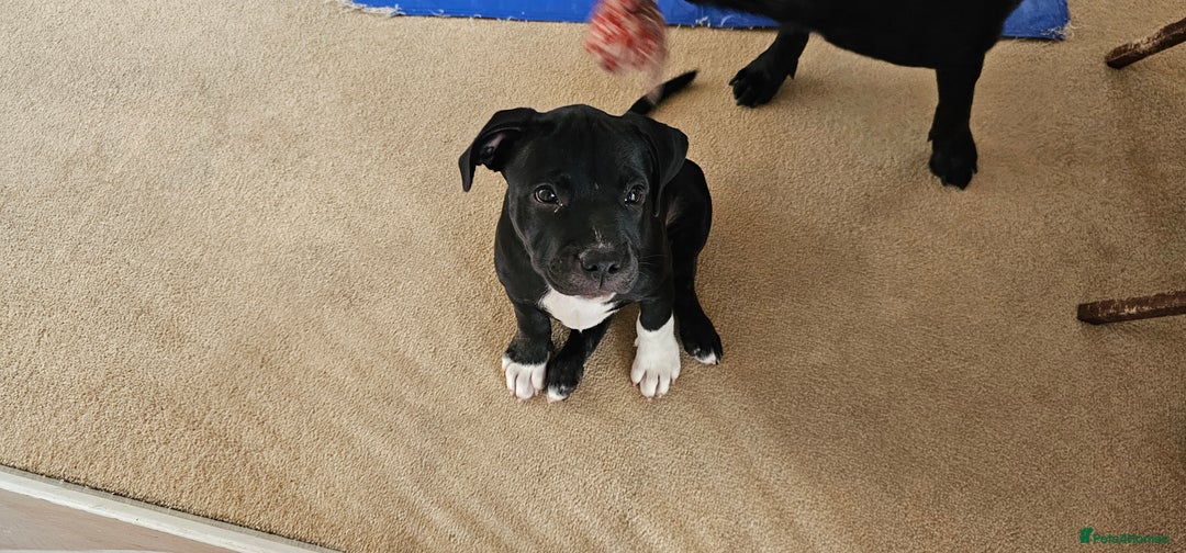 Staffordshire Bull Terrier dogs for sale: Staffordshire bull terrier puppies. - Image 10