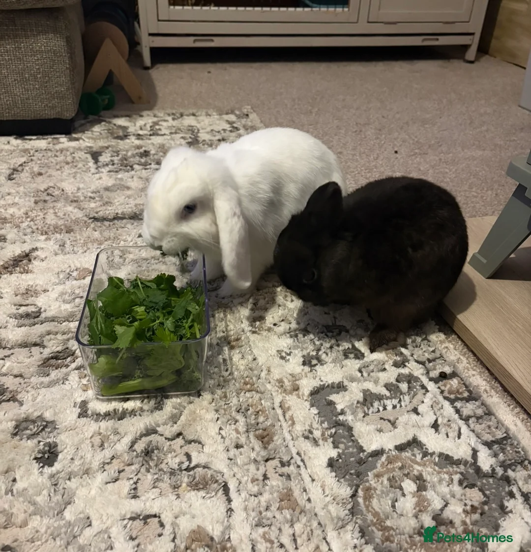 French Lop rabbits for sale: Nearly year old female lop sadly up for rehoming  - Advert 2