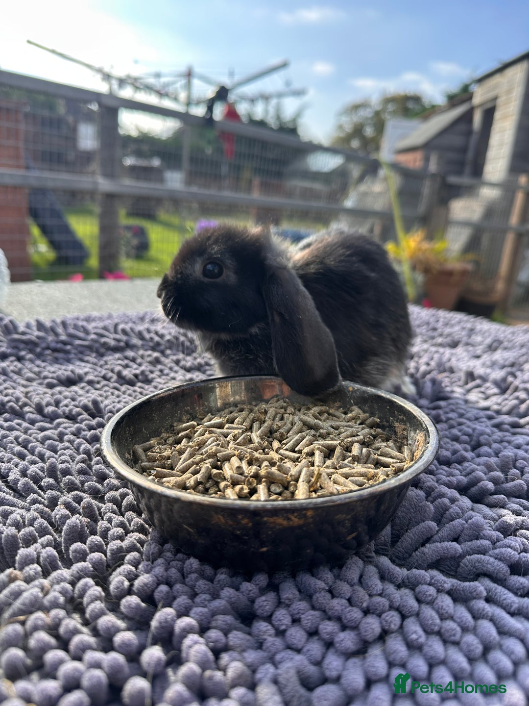 Mini Lop rabbits for sale: Female mini lops  - Image 18