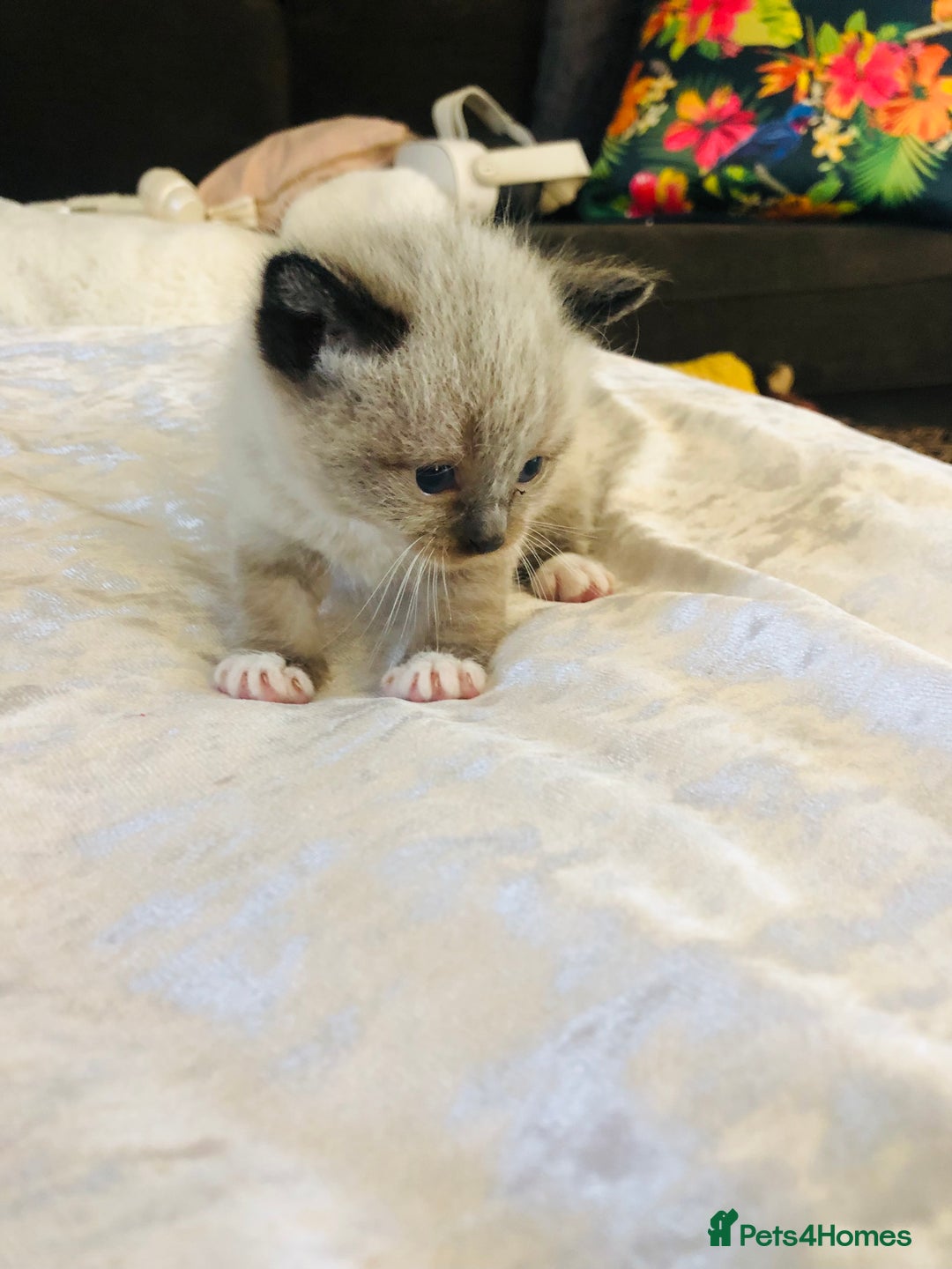 Ragdoll cats for sale: Ragdoll kittens  - Advert 21