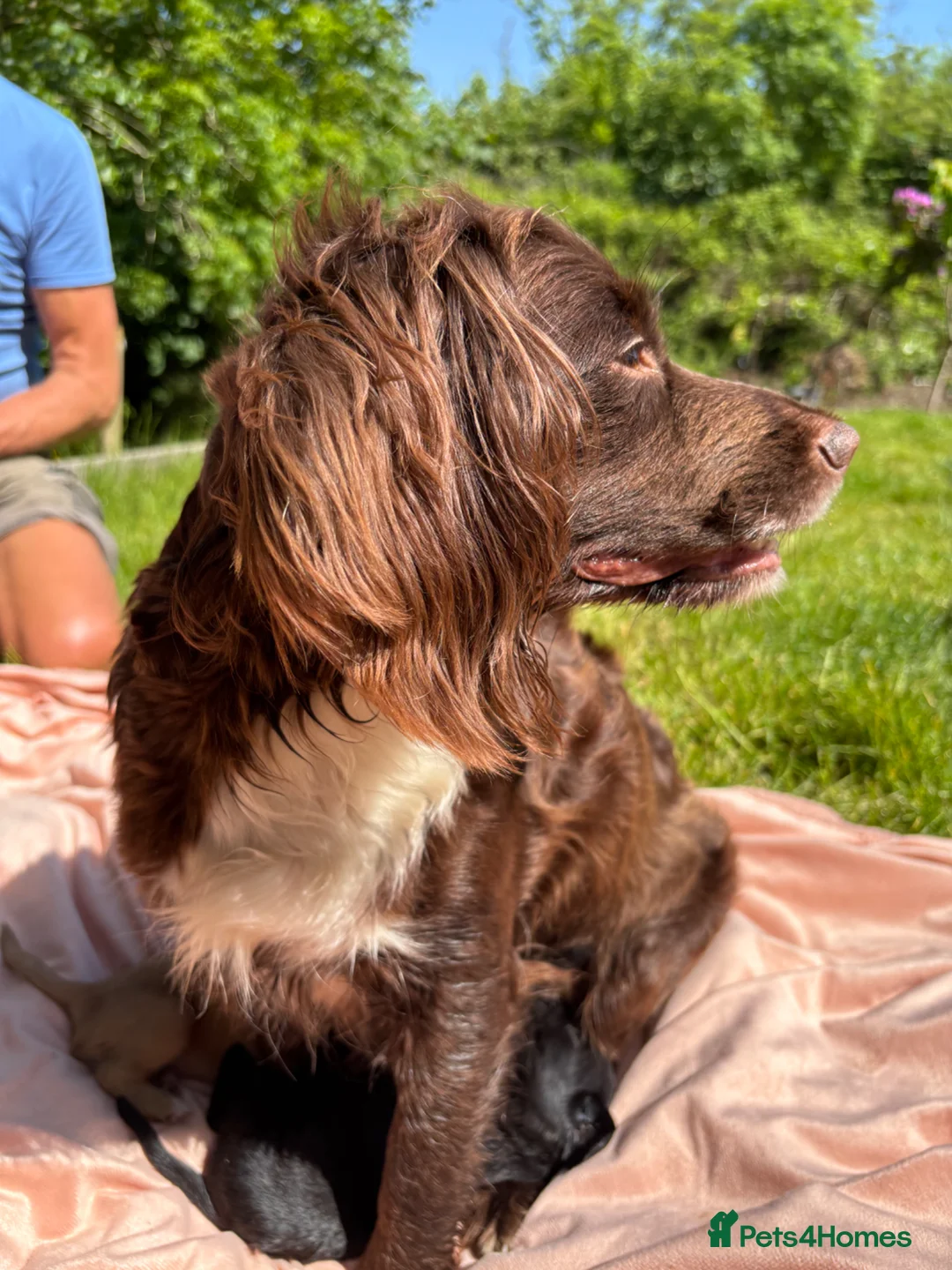 Cocker Spaniel dogs for sale: Stunning cocker spaniel puppies for sale  - Advert 1