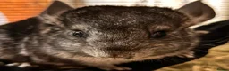 Chinchilla rodents for sale: Baby Chinchillas For Sale  - Advert 4
