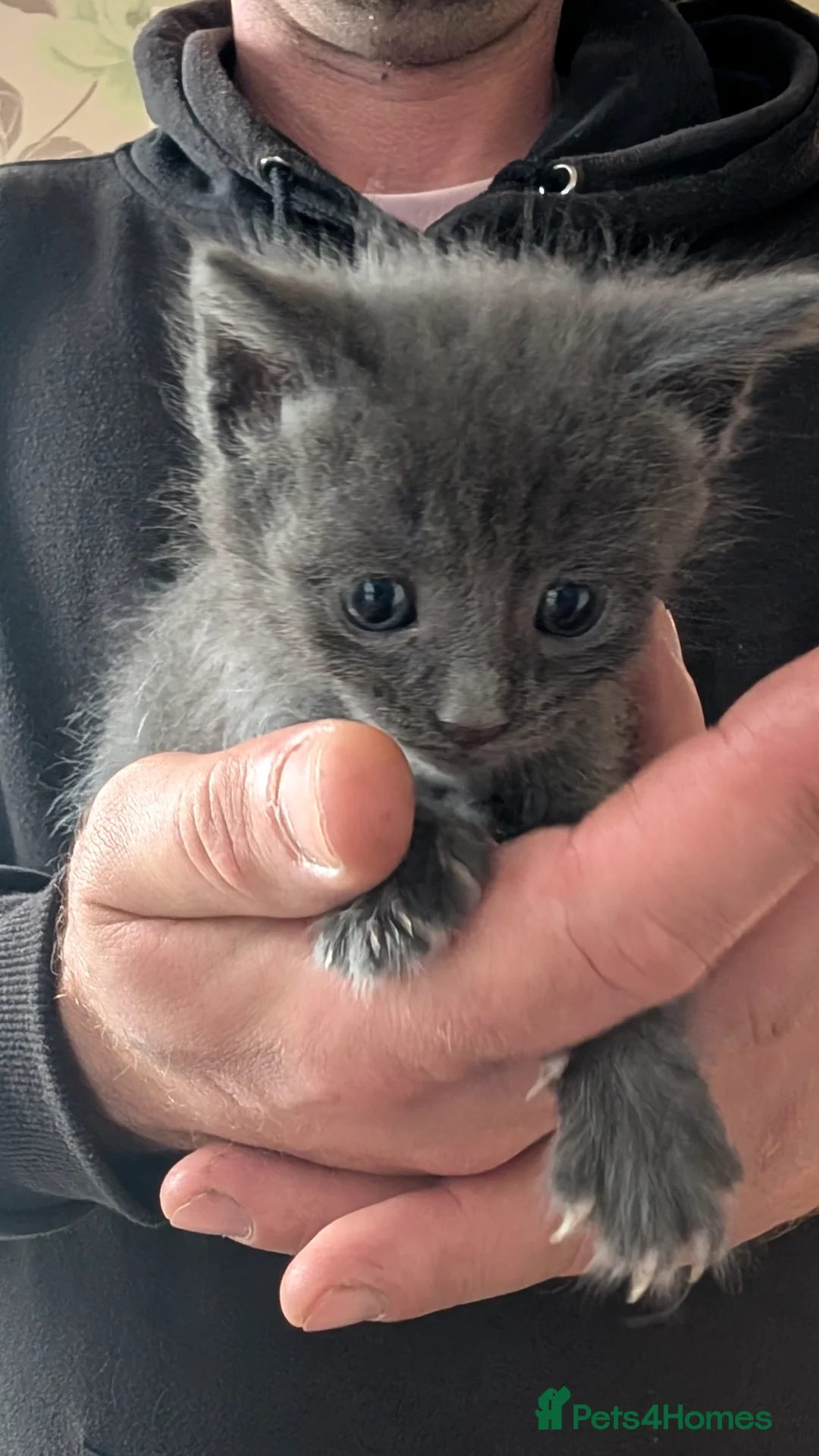 Maine Coon cats for sale: Beautiful Maine Coon/Bengal kittens - Advert 30