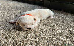 Shihpoo dogs for sale: Shihpoo puppies in Devon ... we've arrived!  - Image 2