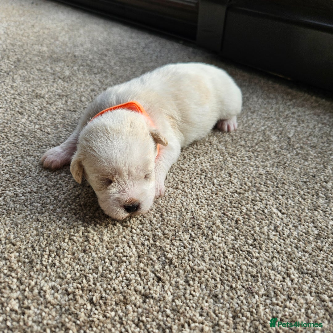Shihpoo dogs for sale: Shihpoo puppies in Devon ... we've arrived!  - Image 2