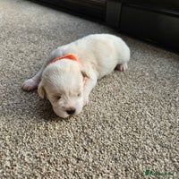 Shihpoo dogs - Advert 1
