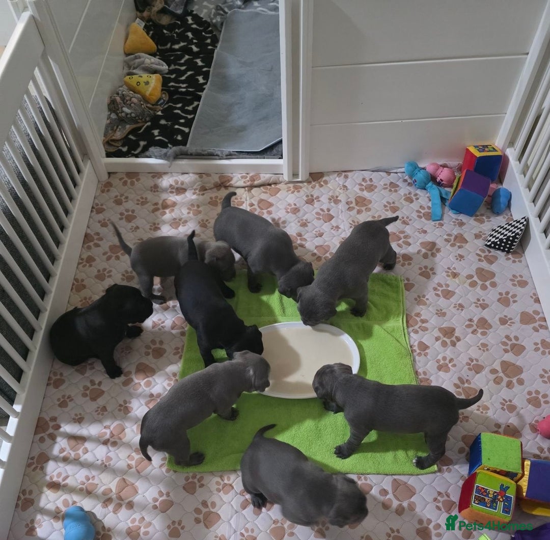 Staffordshire Bull Terrier dogs for sale: admirable Blue staffy pups so cute.  - Image 1