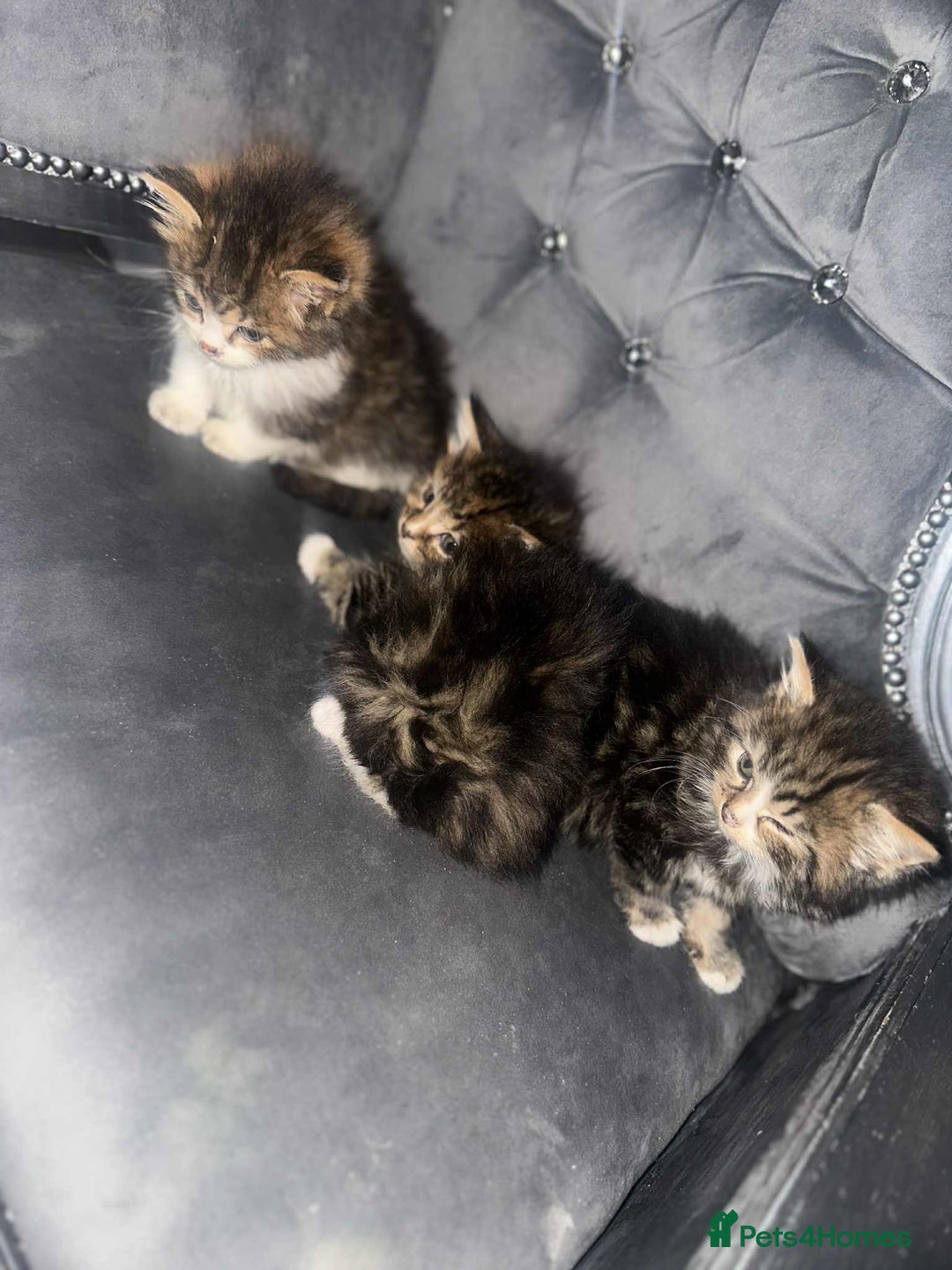 Siberian cats for sale: Kittens for sale bradford - Advert 8