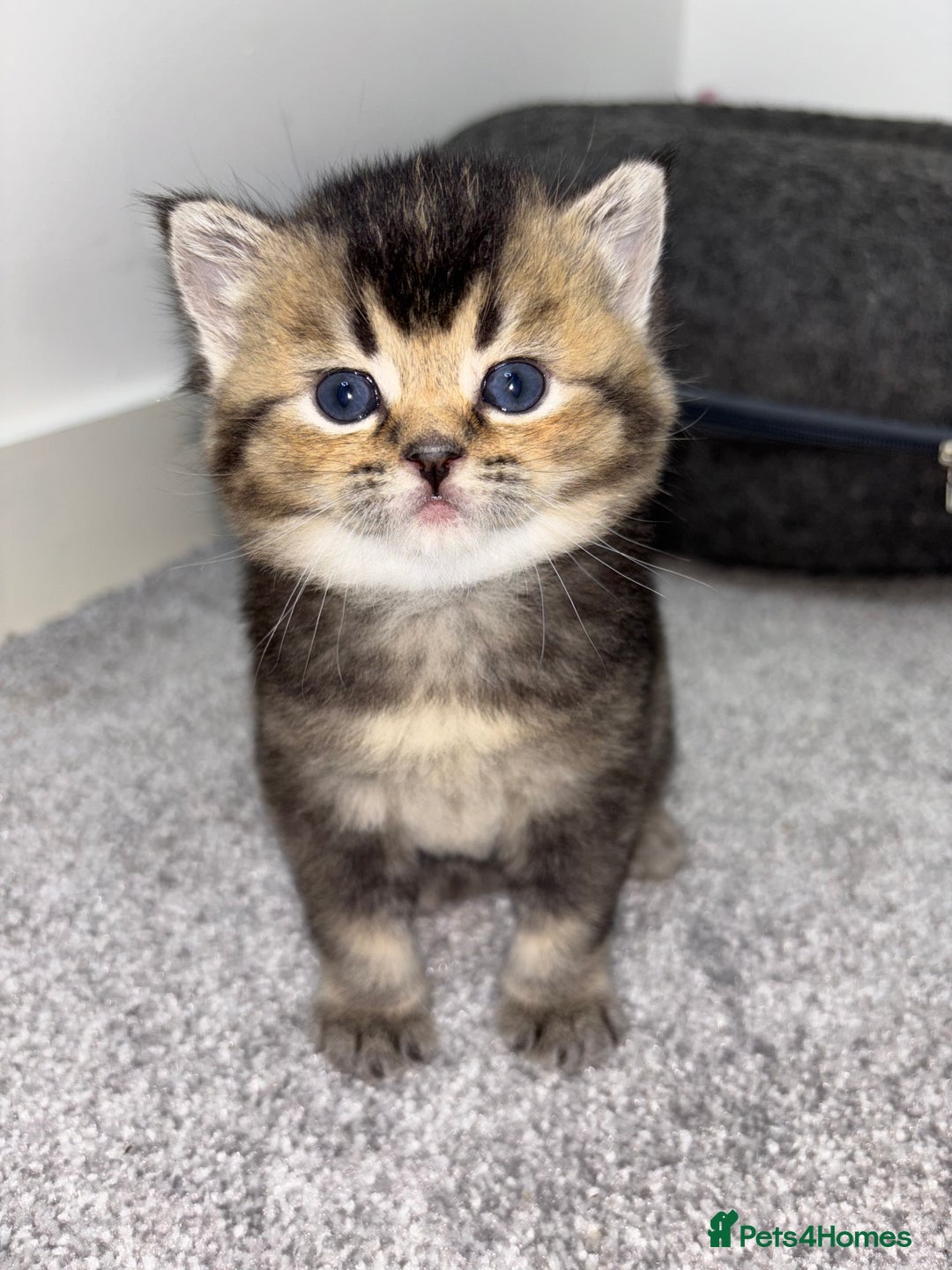 Scottish Fold cats for sale: Scottish Fold & Straight kittens  - Advert 2