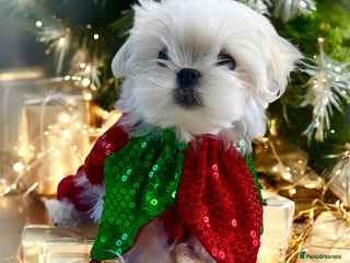 Maltese dogs 🌟Ready Now 🌟Tiny Full Korean Maltese 🌟 - Advert 9