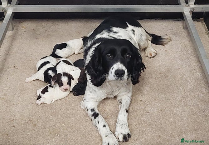 Sprocker dogs - Advert 8