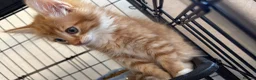 Maine Coon cats for sale: Maine coon X kittens very friendly in Wakefield - Advert 5