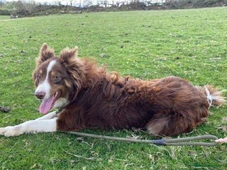 Border Collie dogs 2 failed sheepdog and 1 potential worker - Advert 1