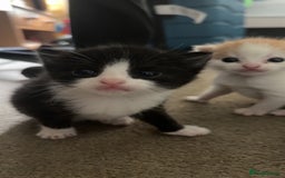 Mixed Breed cats for sale: Adorable kittens looking for their forever home  - Image 7