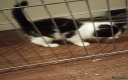 Mixed Breed cats for sale: Fluffy little male kitten - Image 3