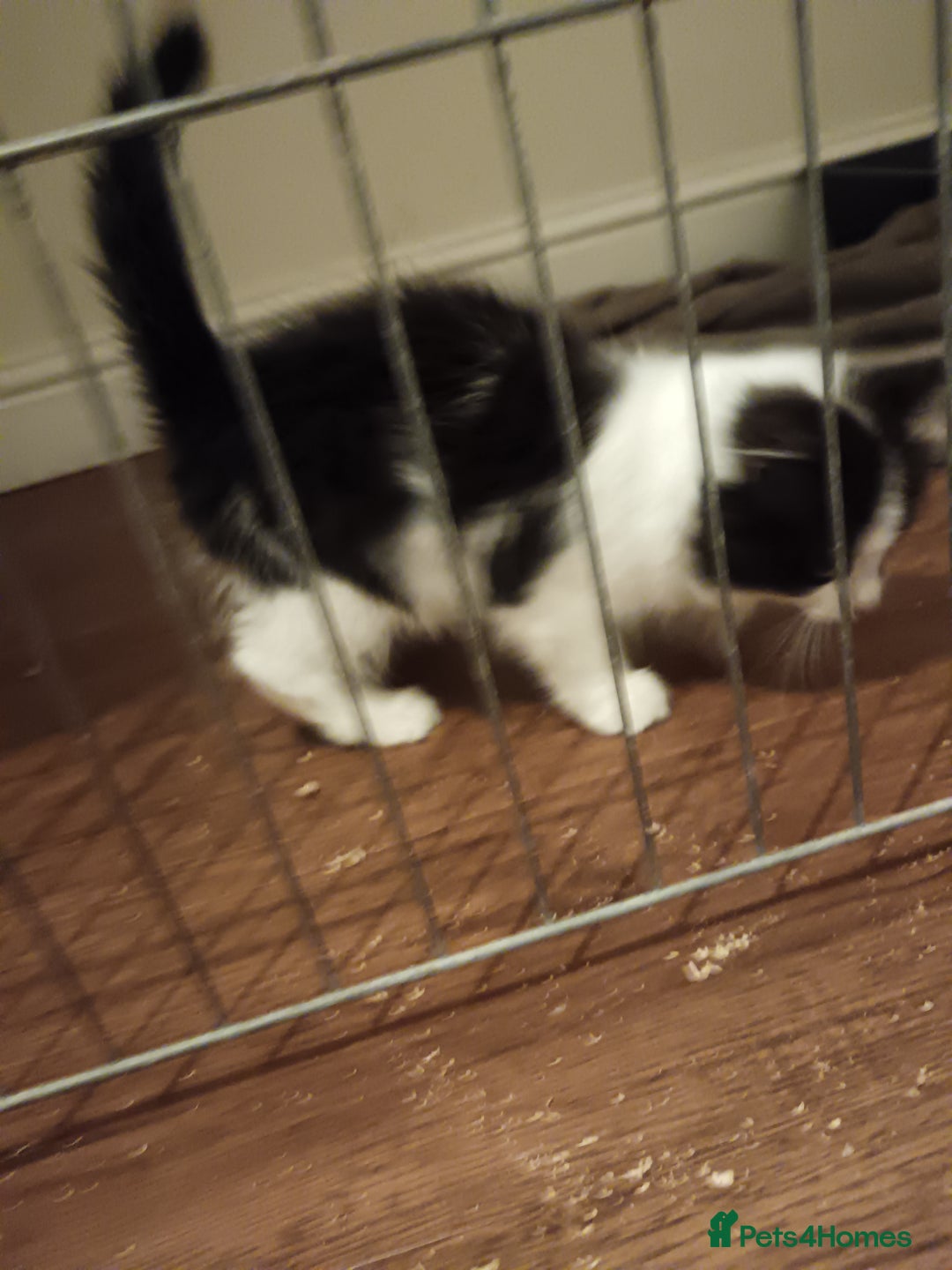Mixed Breed cats for sale: Fluffy little male kitten - Image 3