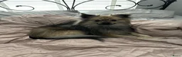 German Spitz dogs for sale: Gorgeous German spitz for sale teddy - Advert 5