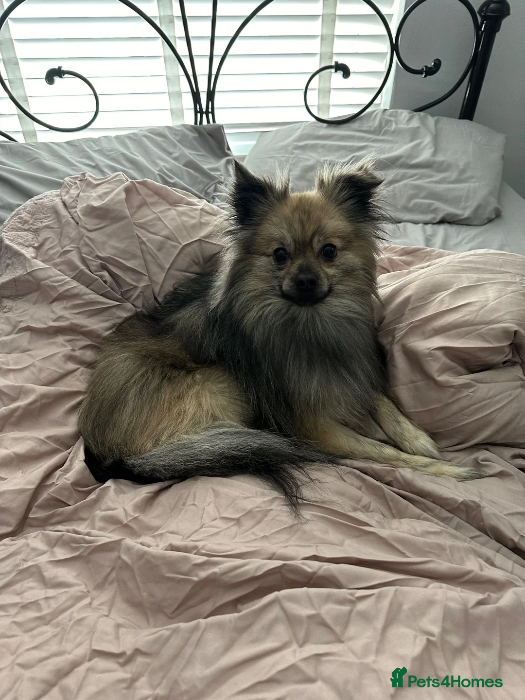 German Spitz dogs for sale: Gorgeous German spitz for sale teddy - Advert 5