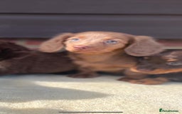 Miniature Dachshund dogs for sale: Long haired miniature Dashshund puppies  - Image 18