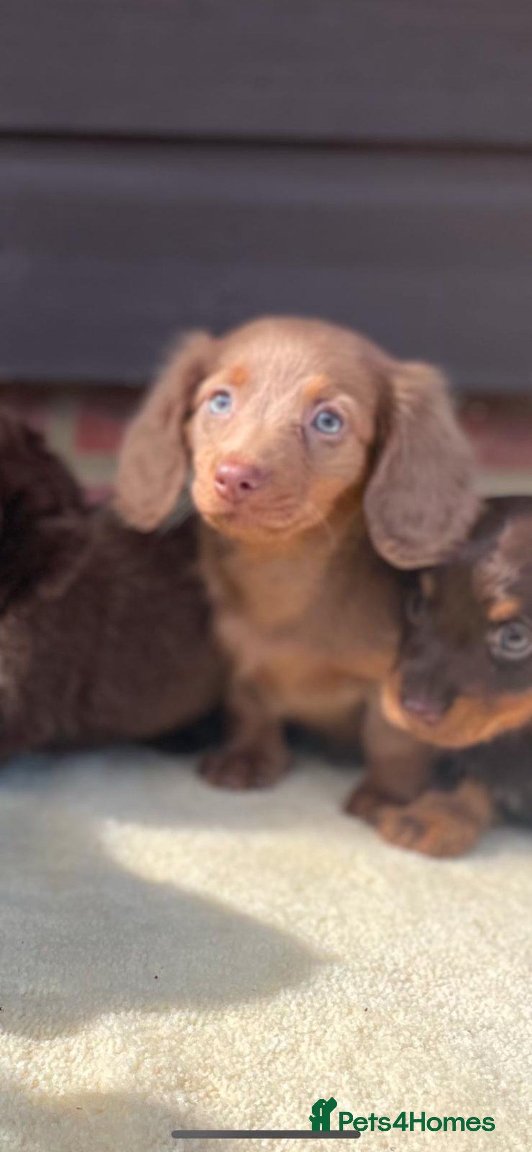 Miniature Dachshund dogs for sale: Long haired miniature Dashshund puppies  - Image 18