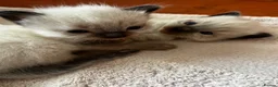 Ragdoll cats for sale: Ragdoll kittens - Advert 7
