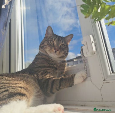 Mixed Breed cats LEO.. - Advert 1