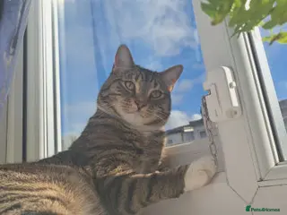 Mixed Breed cats LEO.. - Advert 1