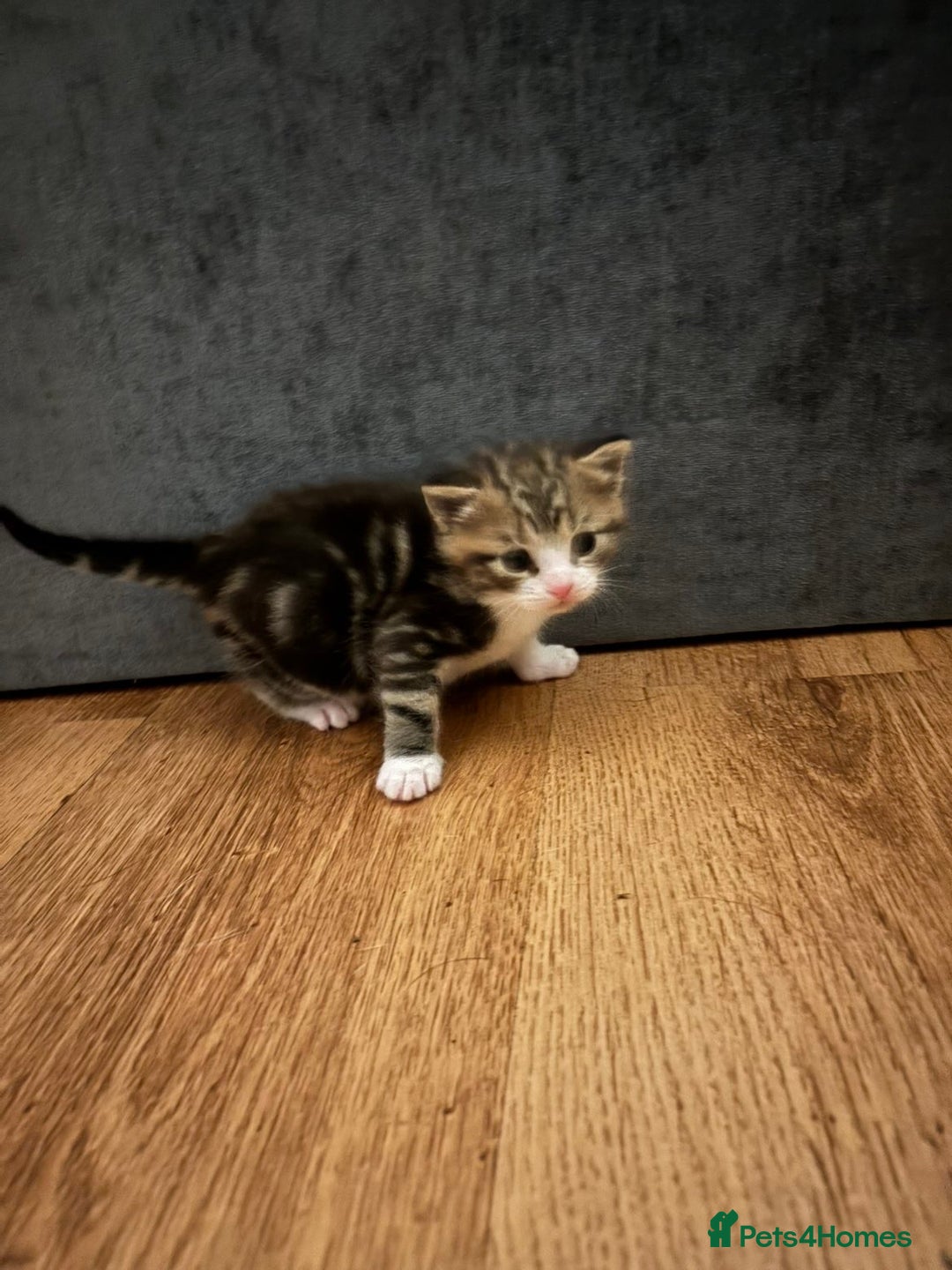 Mixed Breed cats for sale: 2 Grey (blue) and one darker tabby kittens  - Advert 6