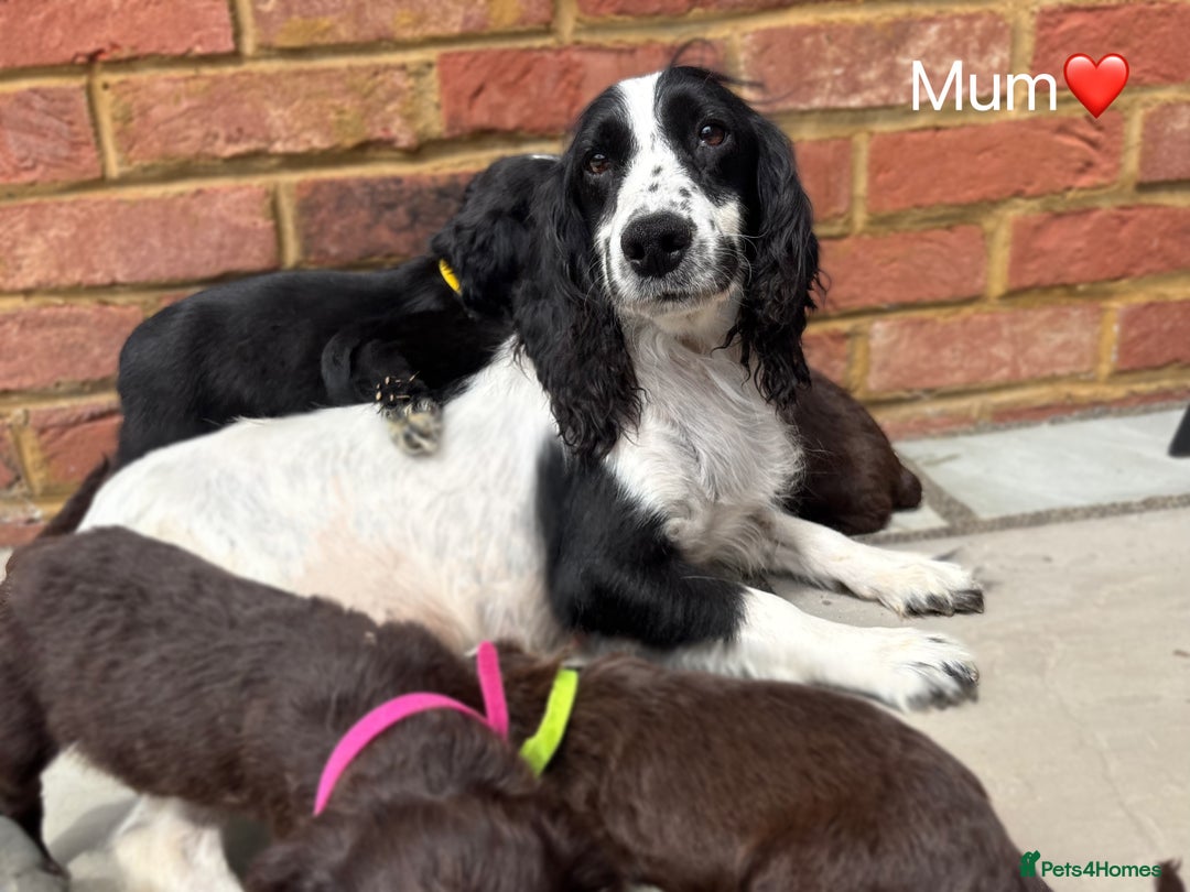 Cocker Spaniel dogs for sale: Beautiful cocker spaniel pups for sale!🐶 - Image 10