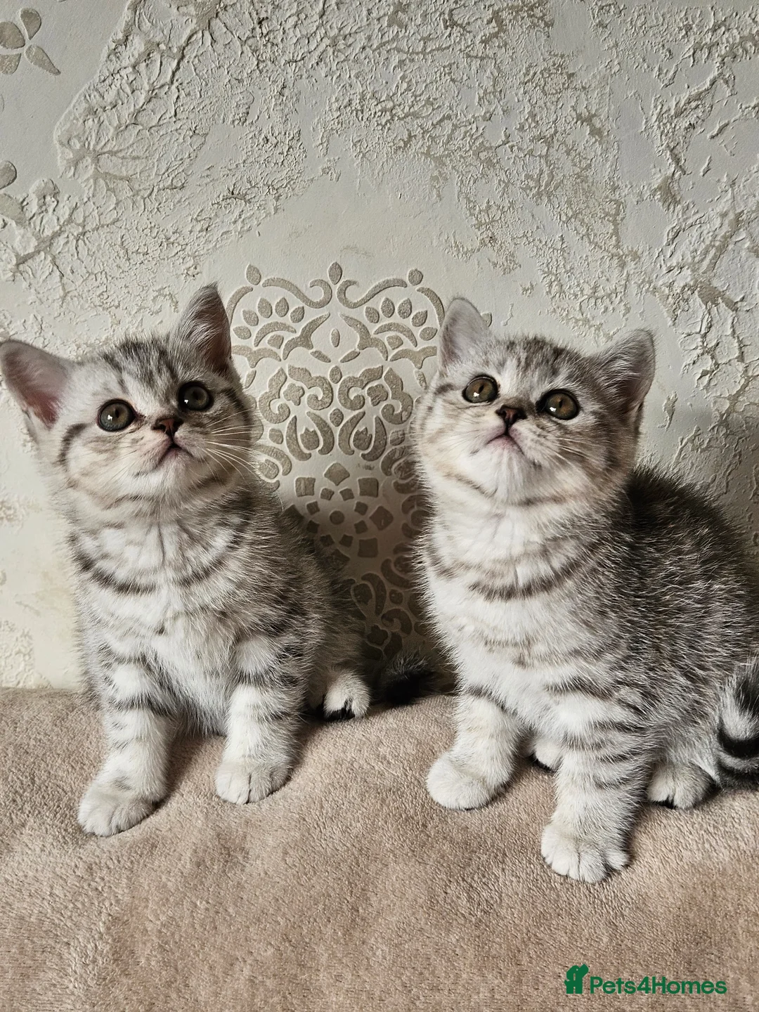 Scottish Fold cats for sale: Scotish fold beautiful kittens 😸  - Advert 5