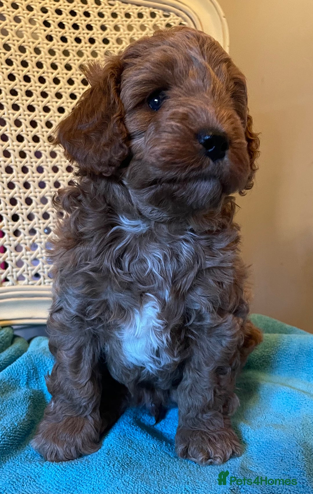 Cavapoo dogs for sale: F1b Cavapoooo  - Advert 29