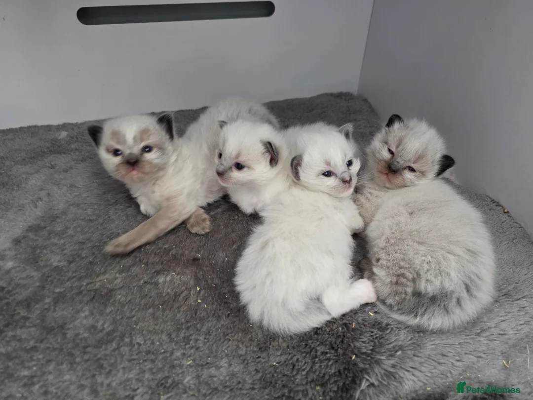 Ragdoll cats for sale: 4 Puree Ragdoll kittens/ BOYS  - Advert 1