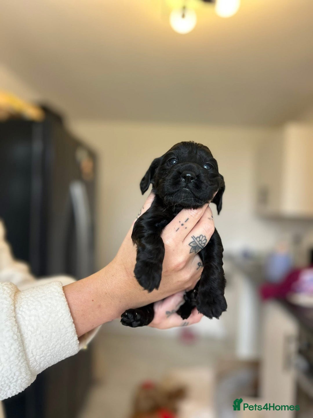 Cocker Spaniel dogs for sale: Cocker spaniels ( show type)  - Image 11