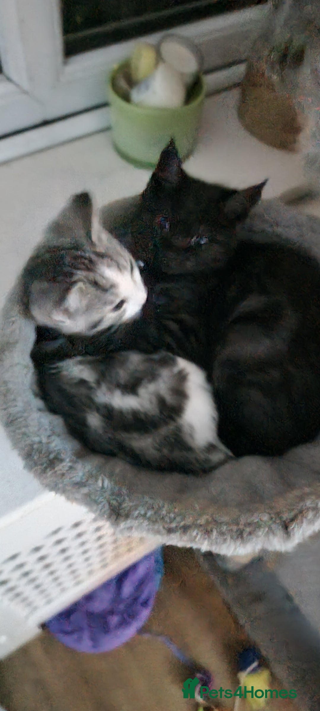 Mixed Breed cats for sale: A loveable Persian kitten - Advert 28