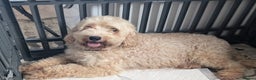 Cavapoochon dogs for sale: Rare Cavapoochons Home Raised PRA clear - Advert 11