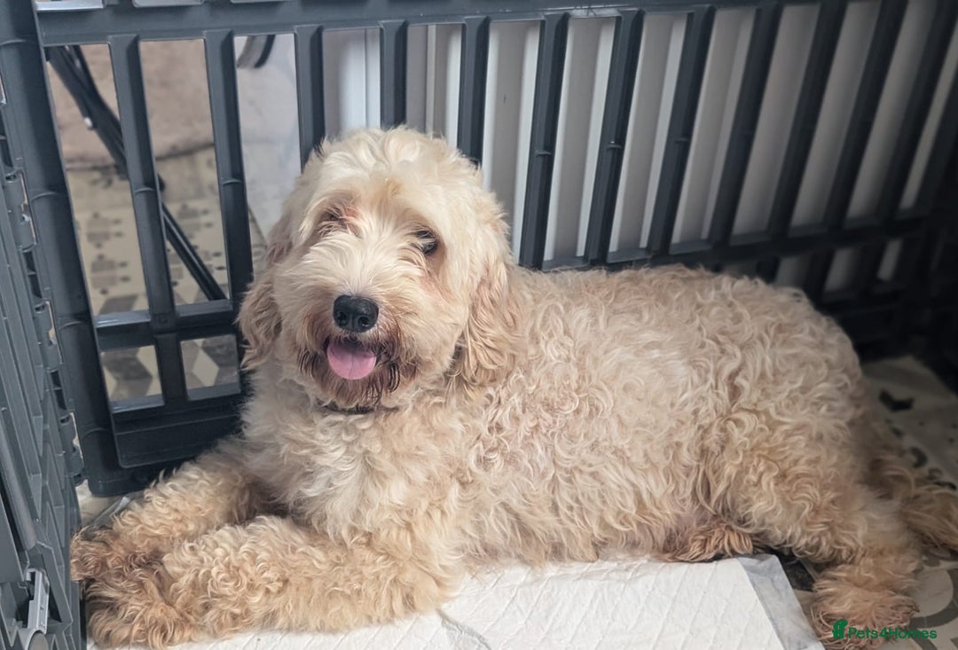 Cavapoochon dogs for sale: Rare Cavapoochons Home Raised PRA clear - Advert 11