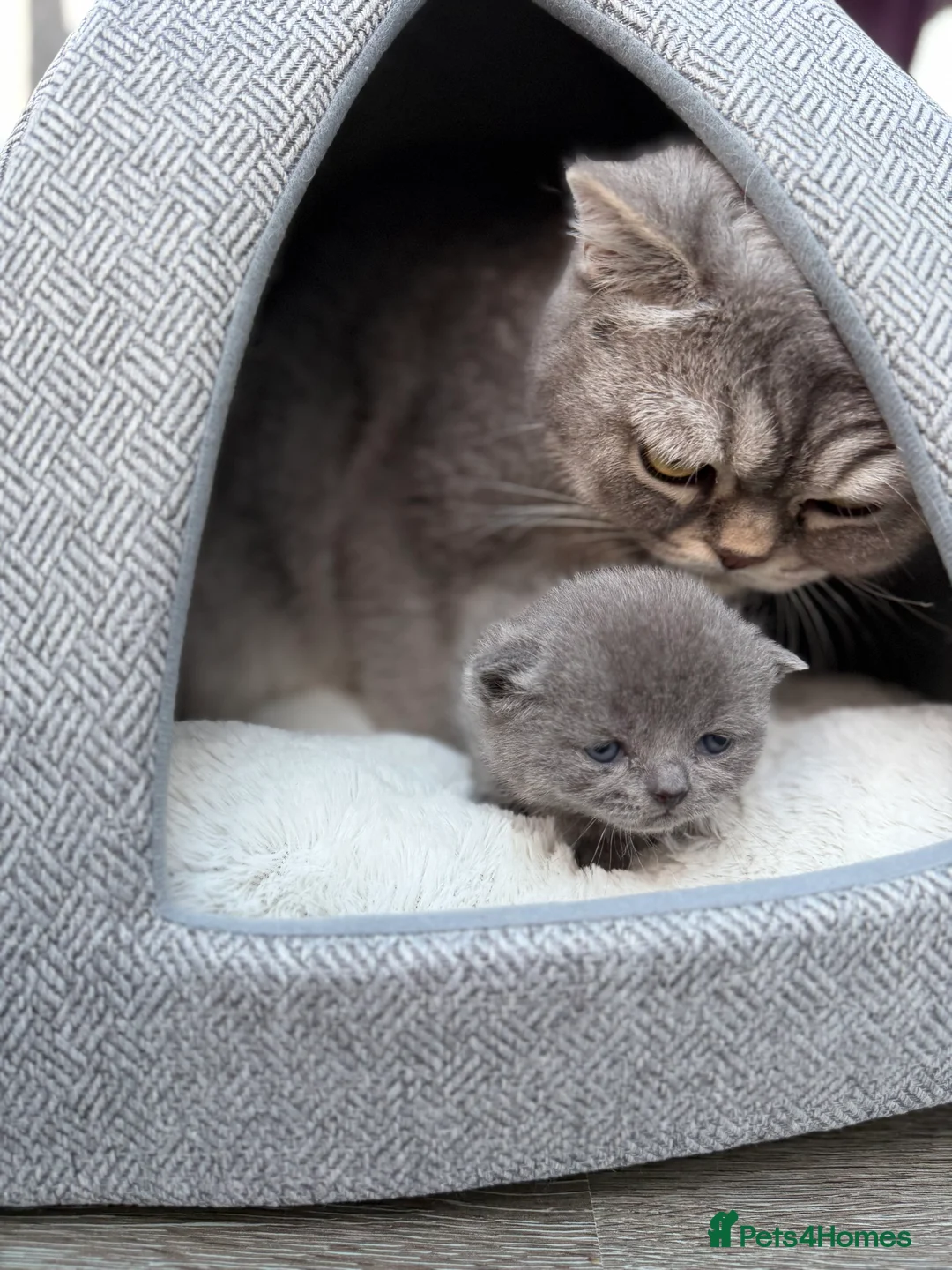 British Shorthair cats for sale: British Shorthair 💝 - Advert 9