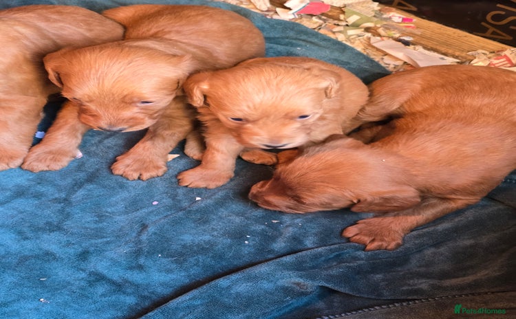 Labradoodle dogs - Advert 4