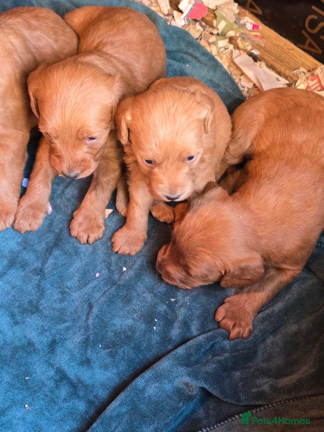 Labradoodle dogs for sale: Beautiful F1 Labradoodles Rich Red - Image 1
