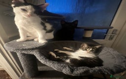 Mixed Breed cats for sale: 3 kittens available now  - Image 5