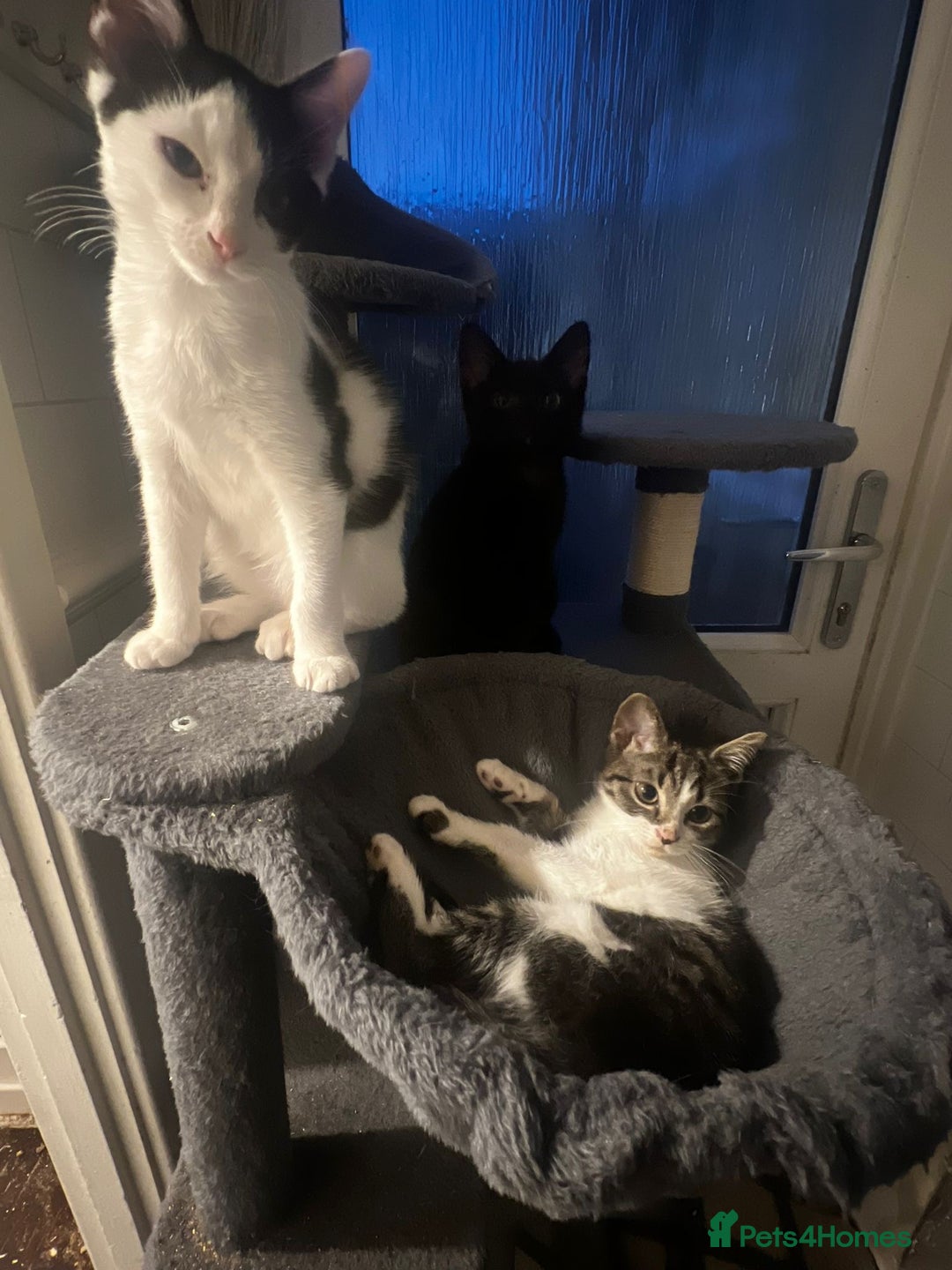 Mixed Breed cats for sale: 3 kittens available now  - Image 5