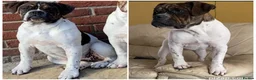 Alapaha Blue Blood Bulldog dogs for sale: Female pup. Ready now in Cambridge - Advert 14