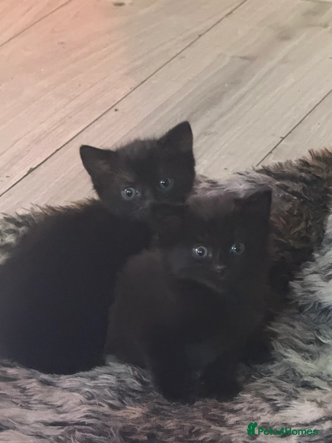 Mixed Breed cats for sale: Beautiful kittens - Advert 13