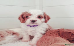 Miniature Poodle dogs for stud: Proven apricot miniature poodle in Sutton Coldfield - Image 11